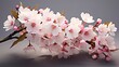 © Global Stock - A photo of a bouquet of blooming cherry blossoms