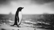 © gondrekngekil - Penguin on sandy shore under cloudy sky monochrome nature illustration