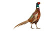 © Hanna - male european common pheasant phasianus colchicus isolated on transparent background