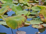 Lotosblume (Gattung Nelumbo)