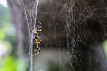 Patient spider waiting in its intricate web outdoors in nature. macro close up of an arachnid and its silk trap in garden with beautiful natural background