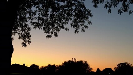 Wall Mural - Silhouette of the tree with lush foliage on the sunset background . camera view from below