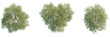 © DH Tree Stock - Salix matsudana Tree plan, top view, cutout, transparent background, isolate, Realistic top view of lush green trees for landscaping and architectural visualization