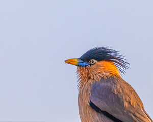 Wall Mural - A Brahminy Starling