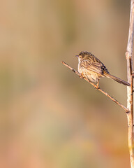 Wall Mural - A Graceful Prinia