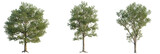 Prunus avium  tree cutout, front view, transparent background, isolate, Three lush green deciduous trees isolated on black background for design
