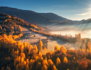 Wall Mural - Aerial view of beautiful orange forest on the hill in fog in mountains at sunrise in autumn in Ukraine. Colorful landscape with foggy trees, grass, fields and meadows, blue sky. Woods in fall. Nature