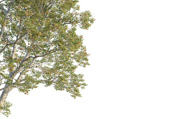 Quercus laevis tree corner view, cutout, transparent background, isolate, Vibrant leafy tree branch with autumn colors, perfect for design