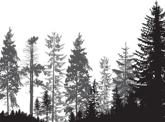 Wall Mural - thin firs dark grey forest on white