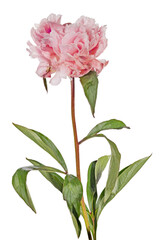 Wall Mural - dark and light red lush peony flower with green leaves