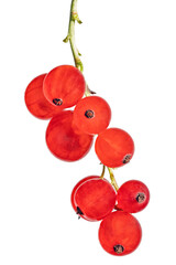 Wall Mural - bunch of red currant with nine berries on white