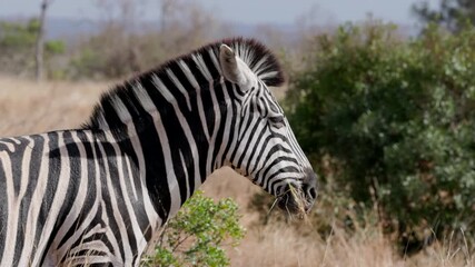 Wall Mural - a close up side view clip of a zebra grazing on grass at kruger national park of south africa
