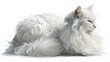© Jojo* - A beautiful, fluffy, white cat lies resting, exhibiting a serene expression with eyes closed. Its long, soft fur appears textured against the pure white background.