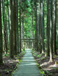 © kyotophoto_s - 京都市の市街地から離れた山間部にひっそりと佇む賀茂神社の参道からみた鳥居