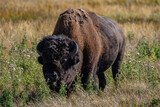 The American bison ( Bison bison ), American buffalo, or simply buffalo. near Seven Mile Bridge, Madison River. West Entrance Road, Yellowstone National Park , Wyoming.