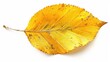 © Cherkasova Alie - Close-up of a yellow birch leaf on a plain white background. The idea of the beauty of nature.