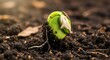 © Suhonde - Delicate sprout emergence from earth, a vibrant symbol of new beginning