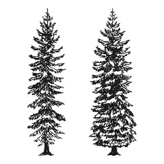 Wall Mural - Fir trees ink sketches. Set hand drawn vector illustration.