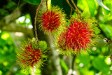 Closeup of ripe rambutan fruits or Nephelium lappaceum fruits hanging from a lush tree.