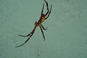 Close-up of an Argiope appensa spider hanging against a green wall background. A banana spider, or Hawaiian orb-weaving garden spider, isolated. Non toxic spiders in gardens. Isolated animals