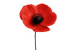 © Michael - Single red poppy flower on a stem, symbolizing remembrance, veterans, and peace, isolated on a transparent background