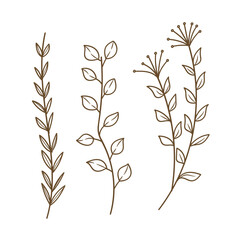Wall Mural - Hand Drawn Doodle Plants and Leaves Line Art.Simple Botanical Sketch Collection Vector Illustration