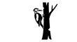 © MAWAR - Woodpecker silhouette perched on tree trunk, pecking for food, black and white image.