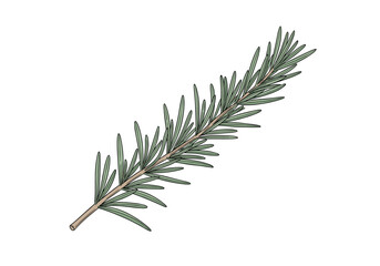 A detailed illustration of a single pine tree branch with needles.