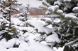 © Irina - Snow-covered fir trees in a winter landscape