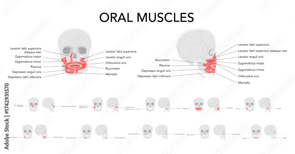 Oral muscles anatomy diagram, labeled structures include orbicularis ...