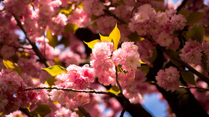 Blooming spring flowers. Sakura tree. Spring banner, blooming background. Pink cherry blossom. Floral natural background. Blooming background for design. Blooming Tree in park.