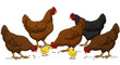 © Zals Images - A group of hens and chicks pecking at food on a white background