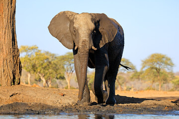 Wall Mural - A large African elephant (Loxodonta africana) at a waterhole, Botswana