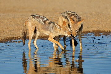 Wall Mural - A pair of black-backed jackals (Canis mesomelas) standing in water, Kalahari desert, South Africa