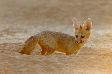 Wall Mural - A small Cape fox (Vulpes chama) in early morning light, Kalahari desert, South Africa