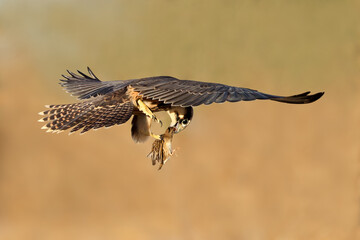 Wall Mural - A lanner falcon (Falco biarmicus) hunting a small bird in flight, Kalahari desert, South Africa