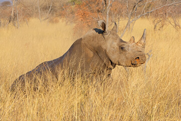 Wall Mural - An endangered white rhinoceros (Ceratotherium simum) in natural habitat, South Africa