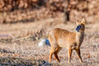 © 완수 안 - Wild roe deer standing gracefully in winter field