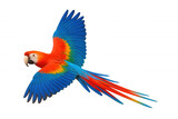 Scarlet macaw flying, spreading colorful wings, tropical parrot bird in flight, transparent background template