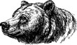 © Good moose - Detailed bear head in black and white outline style. This realistic vector illustration showcases a profile of a bear.