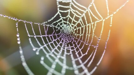 Detailed close up of a delicate spiderweb with water droplets