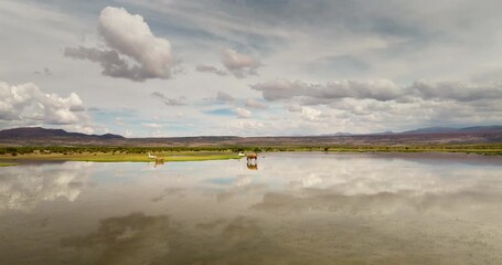 Wall Mural - Aerial over shallow desert pool after rainfall with llamas and sky reflected