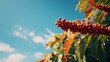 © MKS - Tropical farm nature photography featuring a detailed view of coffee beans on lush green and red coffee plants