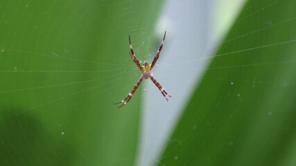 Camera zooms out on a spider making a nest among the broad leaves in a garden.