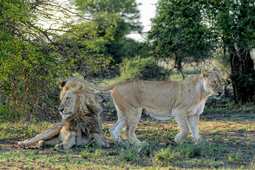 Wall Mural - Lion (Panthera leo) love couple spending several days together in Kruger National Park in South Africa