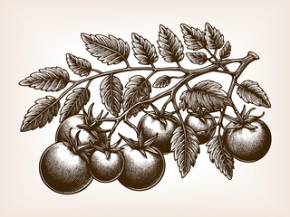Wall Mural - tomato plant with ripe fruits and leaves, symbolizing gardening, organic farming, and healthy natural food sketch engraving generative ai raster illustration. Scratch board imitation. Black and white.