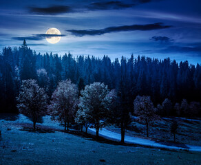 Wall Mural - autumn landscape with road through valley at night near coniferous forest with trees in colorful leaves. beautiful countryside scene in mountains. scenic place in full moon light