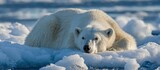 Resting White Polar Bear on Ice Floe in Arctic Waters