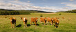 © Anselm - Cows on the meadow looking at the camera during sunny day in the countryside