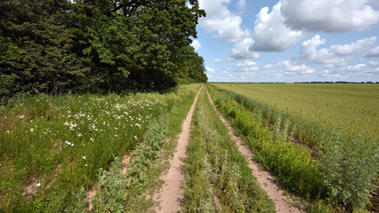 Wall Mural - spikelets. road in the field. Fresh green young unripe juicy spikelets of wheat, green field. Oats, rye, barley. harvest in spring or summer. agricultural field, agriculture, farmland, agribusiness